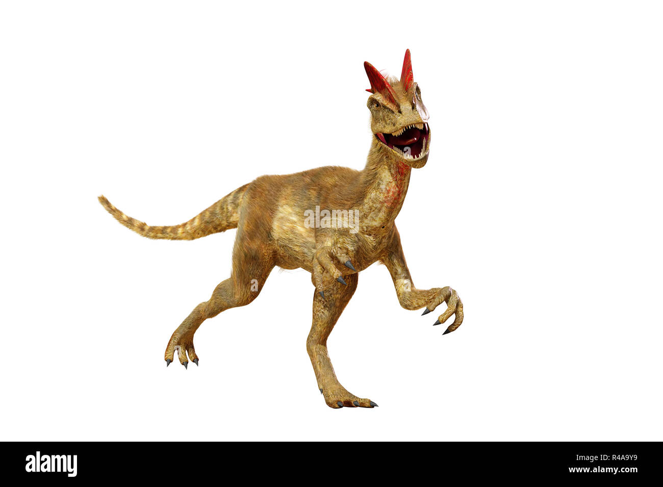 Dilophosaurus, theropode Saurier aus der frühen Kreidezeit (3D-Render auf weißem Hintergrund) Stockfoto