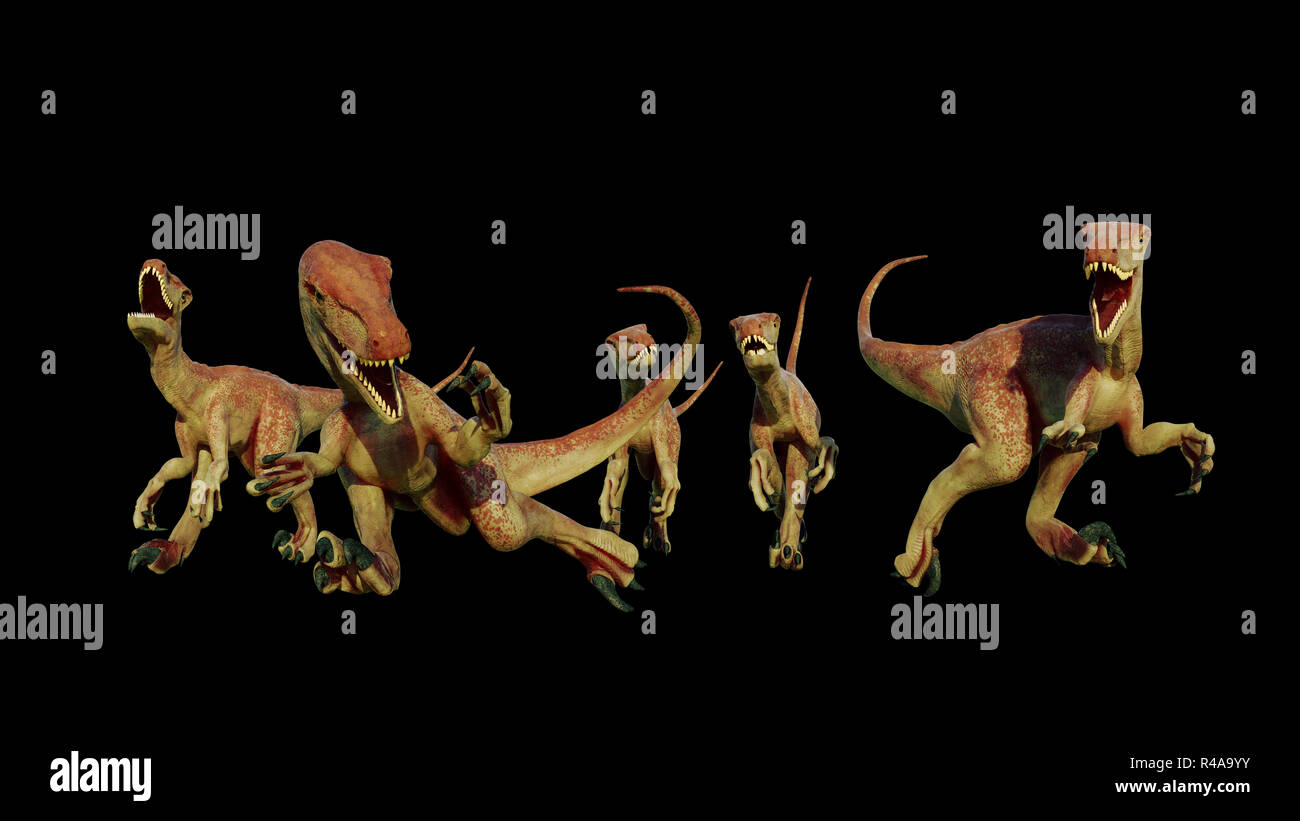 Velociraptor pack, Jagd theropode Saurier, 3D-Darstellung auf schwarzem Hintergrund Stockfoto