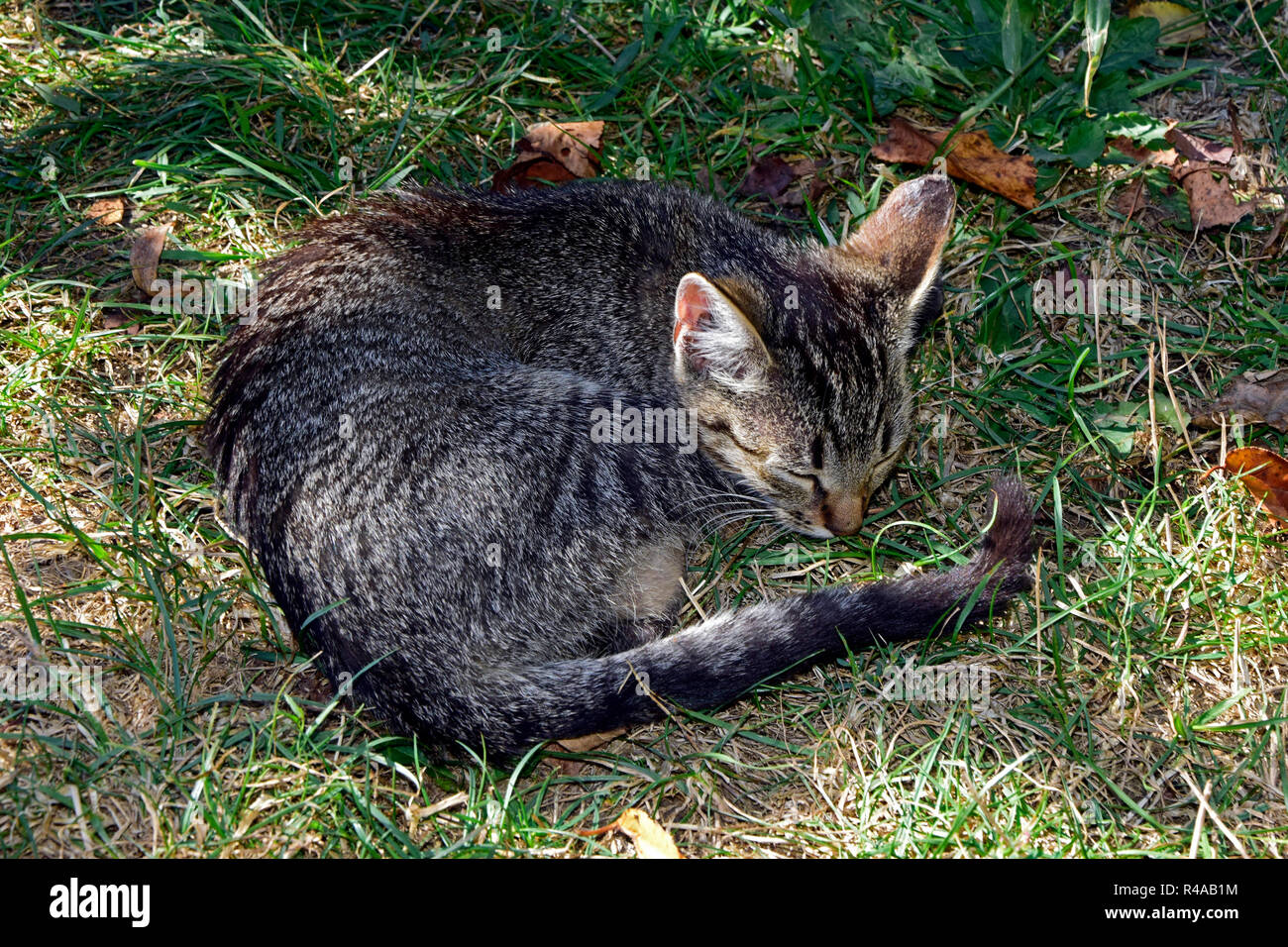 Nahaufnahme auf einem gestreiften tabby Kitten schlafen auf dem welken Gras im Schatten gewellt Stockfoto
