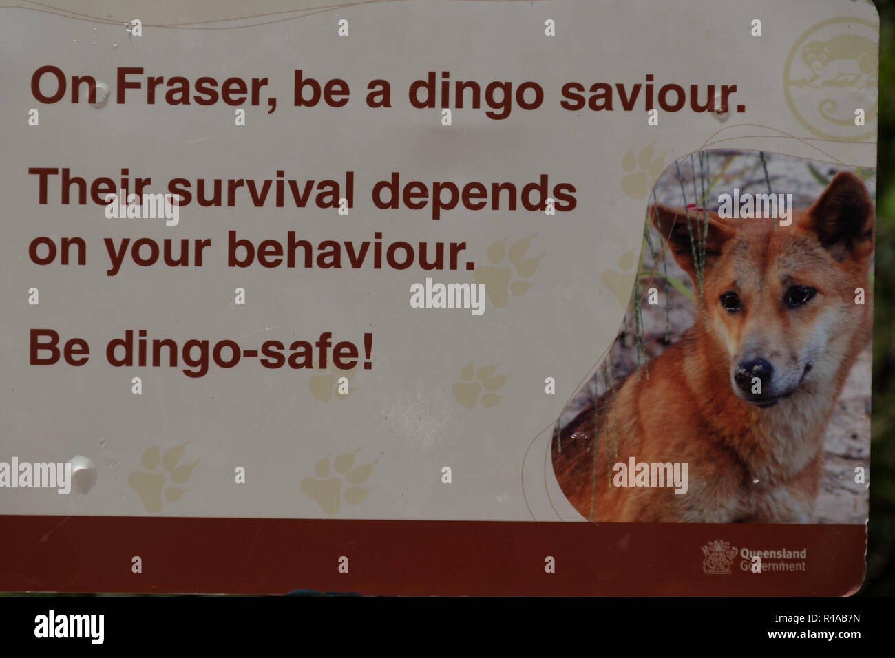 Warnzeichen über dingos (Canis lupus Dingo) auf Fraser Island, Queensland, Australien Stockfoto