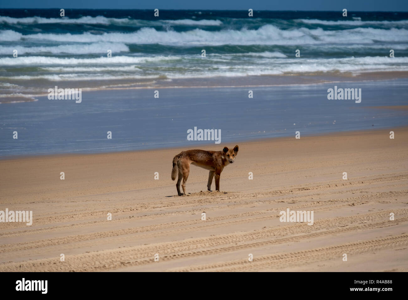Dingo (Canis lupus Dingo) am Strand auf Fraser Island, Australien an einem sonnigen Tag Stockfoto