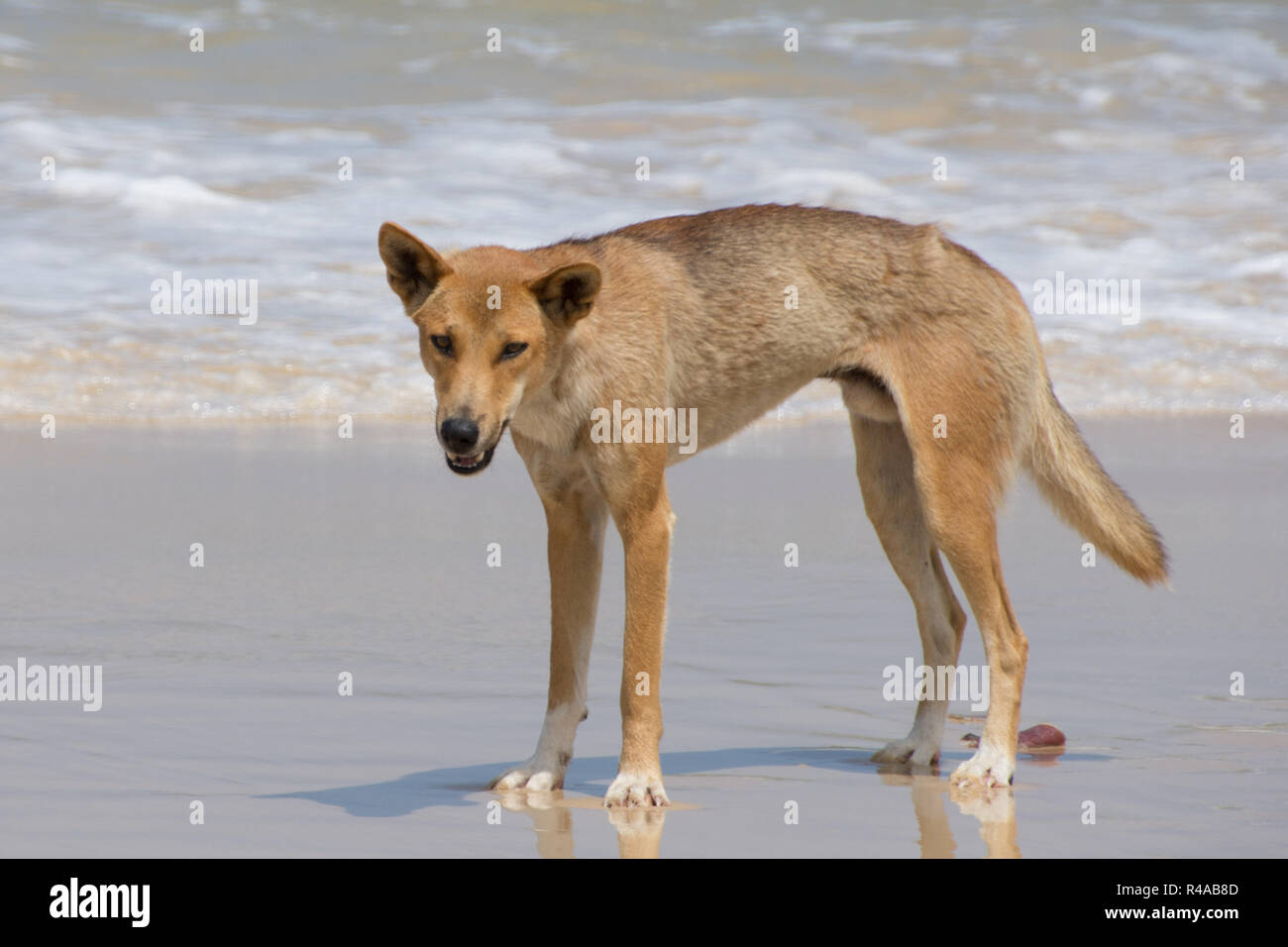 Dingo (Canis lupus Dingo) am Strand auf Fraser Island, Australien an einem sonnigen Tag Stockfoto