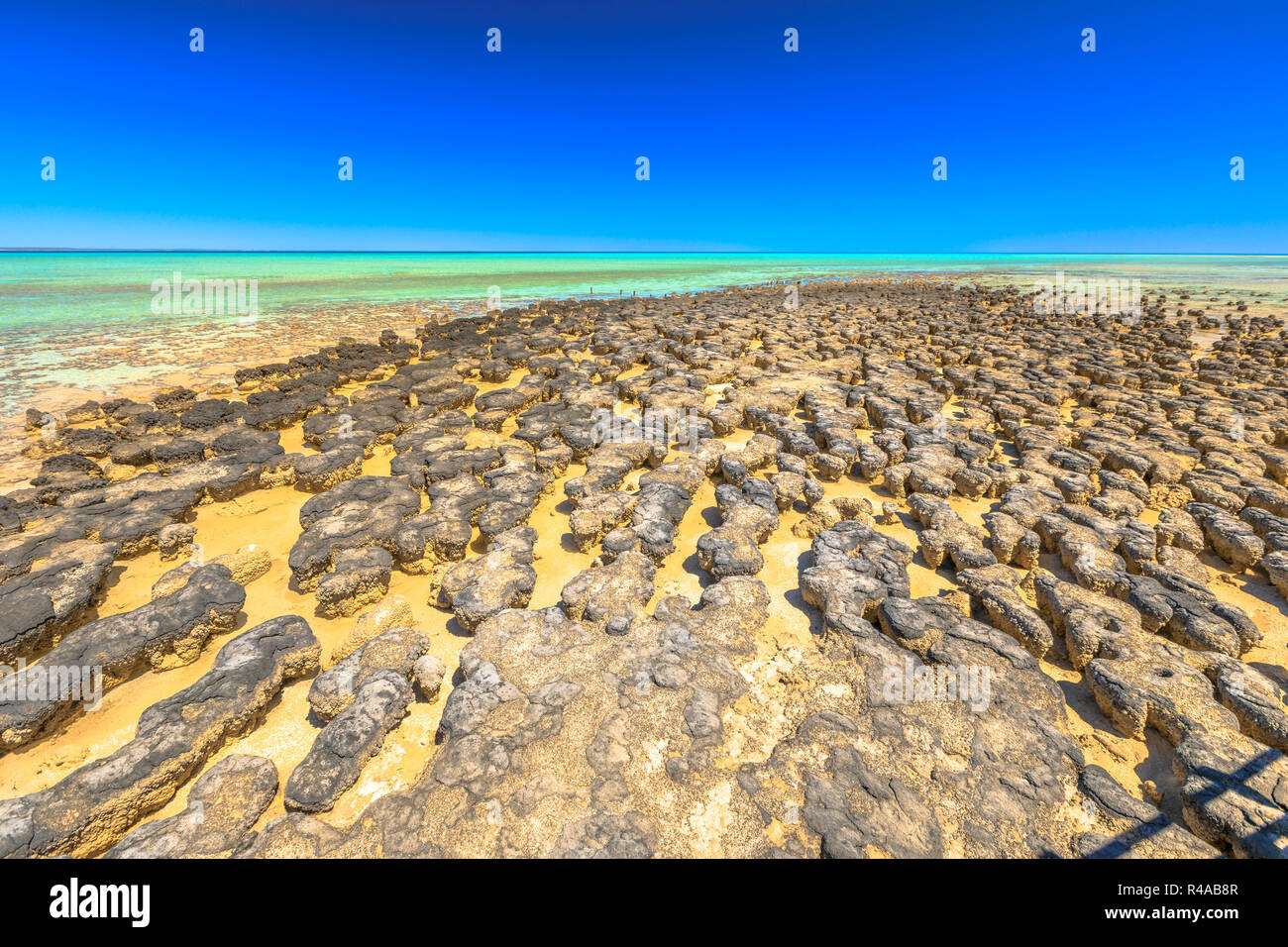 Hamelin Pool Stromatolithen, einem geschützten Marine Nature Reserve in Shark Bay, Western Australia. Landschaft mit Ebbe im sonnigen Tag und blauer Himmel. Horizont Tapete. Stockfoto