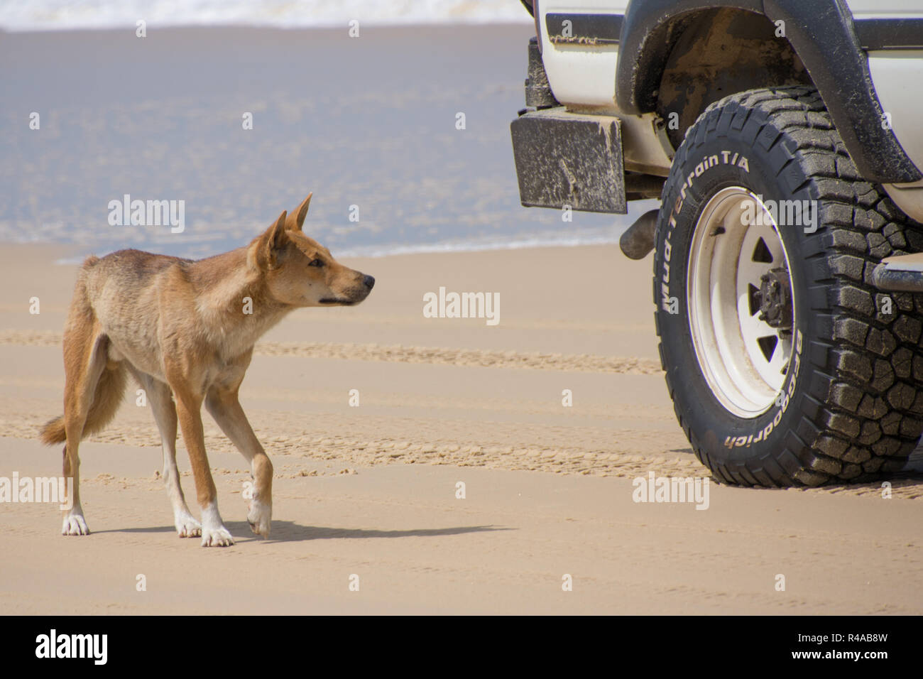 Dingo (Canis lupus Dingo) am Strand auf Fraser Island, Australien mit Fahrzeug im Hintergrund Stockfoto