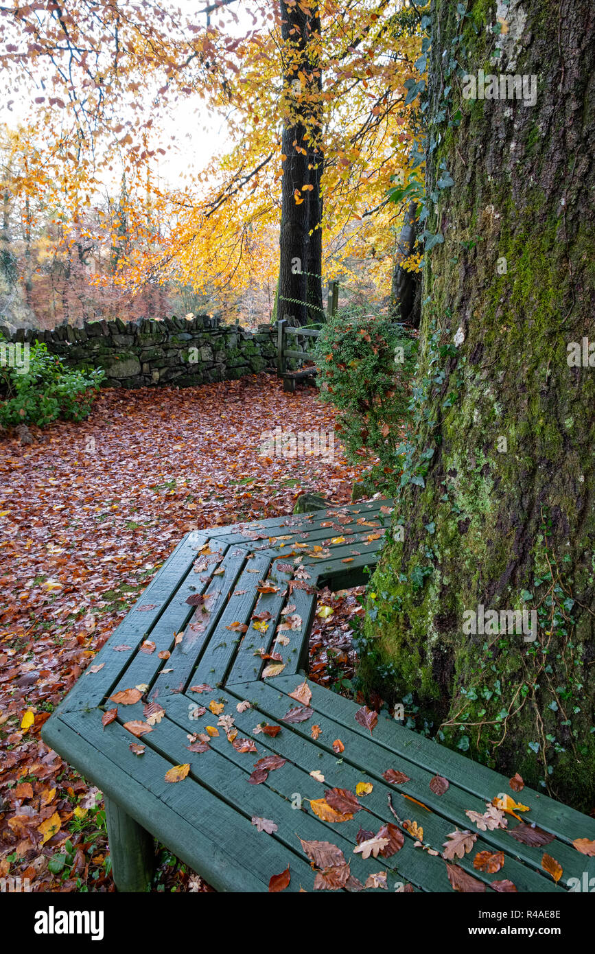 Eine Holzbank um einen Baumstamm gebaut. Stockfoto