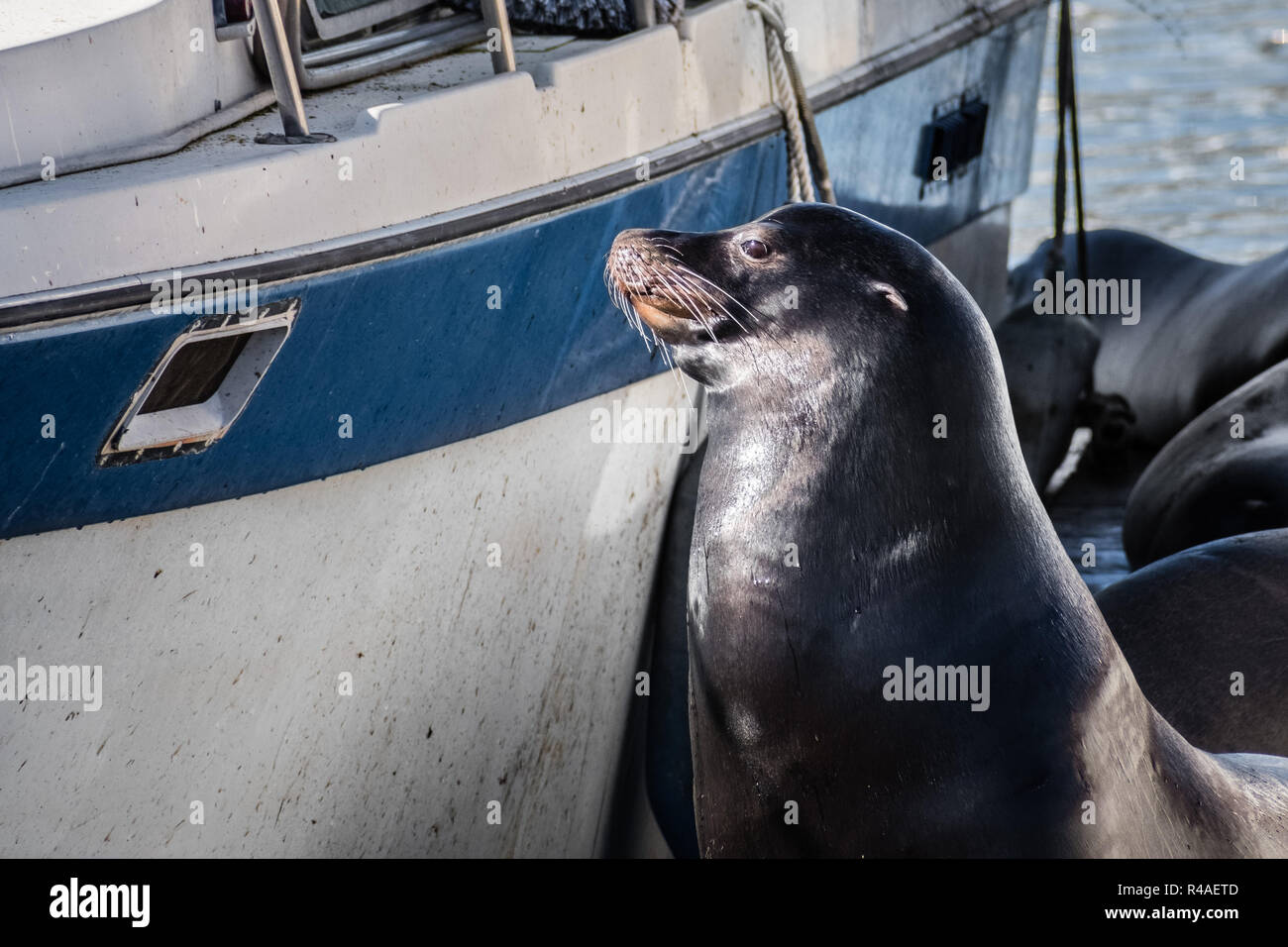 Sea Lion Standortwahl auf einem Dock in der Nähe ein Boot, dessen Fell trocknen in der Sonne; Moss Landing Hafen; Monterey Bay, Kalifornien Stockfoto