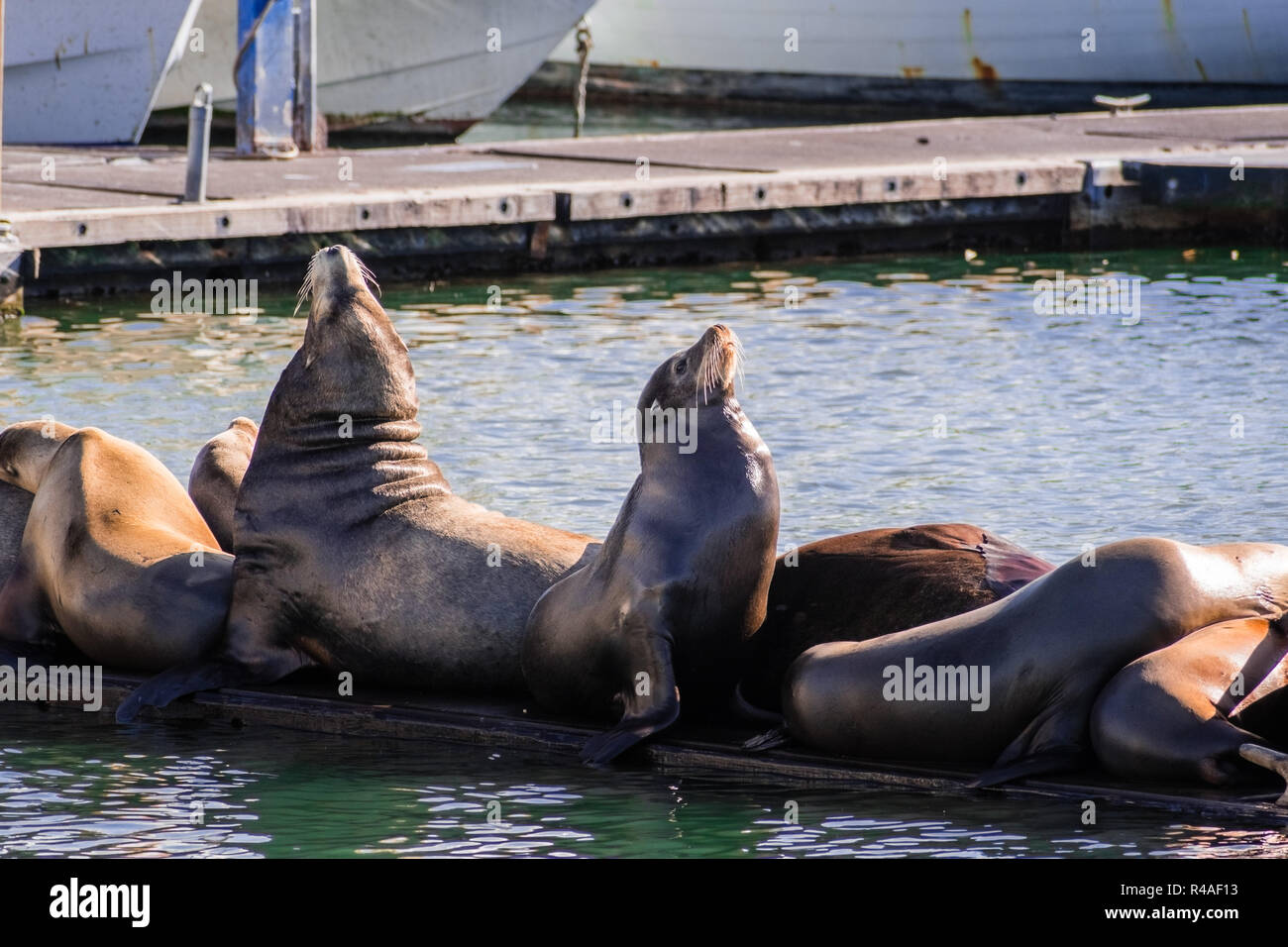 Eine Gruppe von Seelöwen auf einer hölzernen Plattform im Moss Landing Hafen, Monterey Bay, Kalifornien Stockfoto