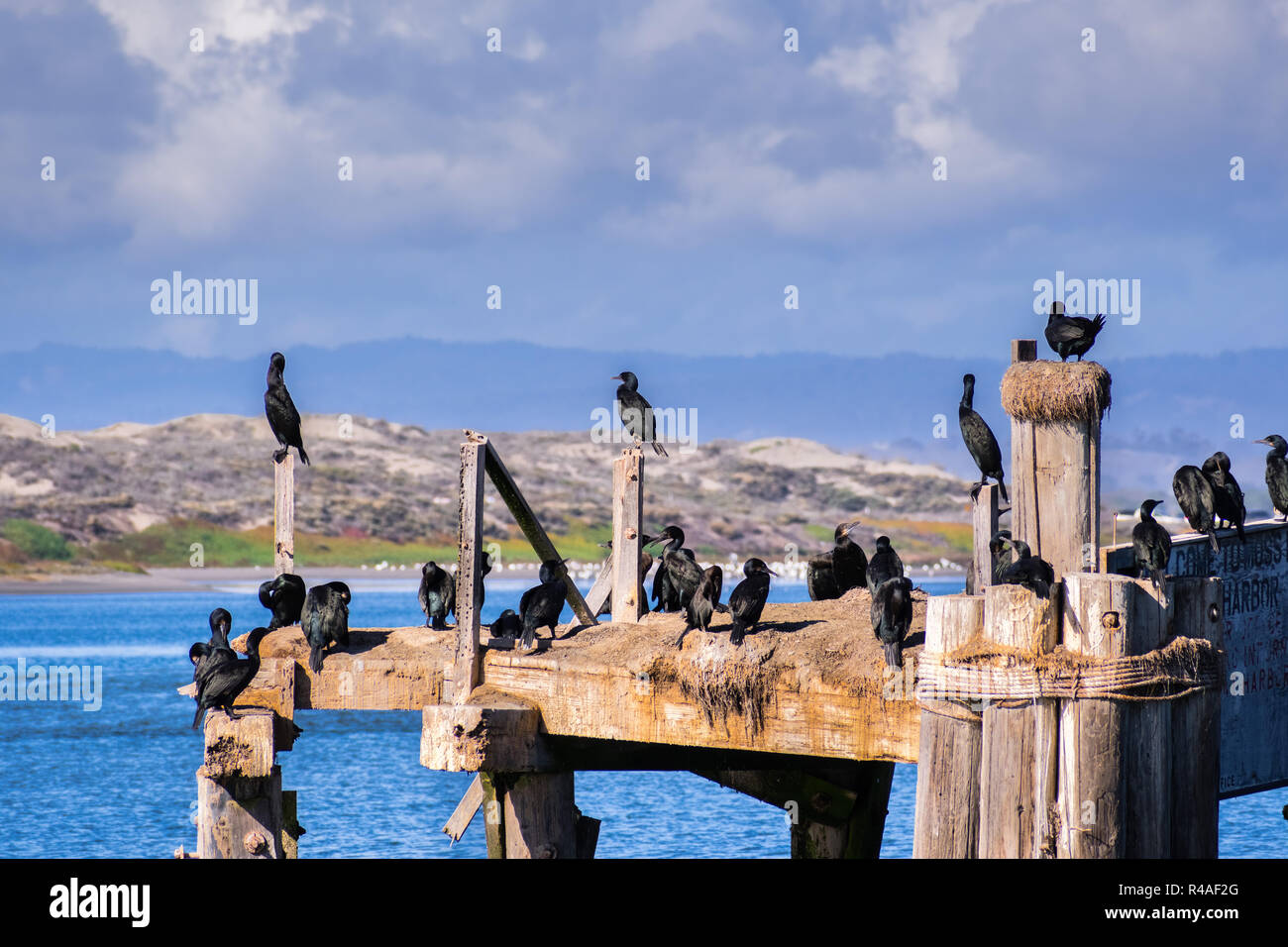 Kormorane sitzen auf einem hölzernen Plattformen und Beiträge am Eingang zum Hafen von Moss Beach, Monterey Bay, Pazifischer Ozean Küste, Kalifornien Stockfoto