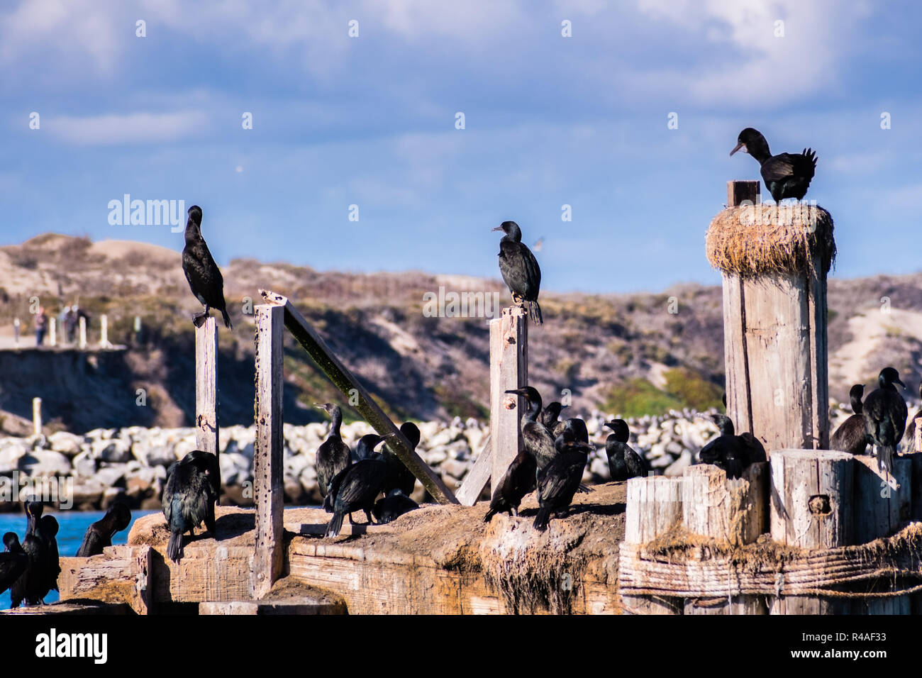 Kormorane sitzen auf einem hölzernen Plattformen und Beiträge am Eingang zum Hafen von Moss Beach, Monterey Bay, Pazifischer Ozean Küste, Kalifornien Stockfoto