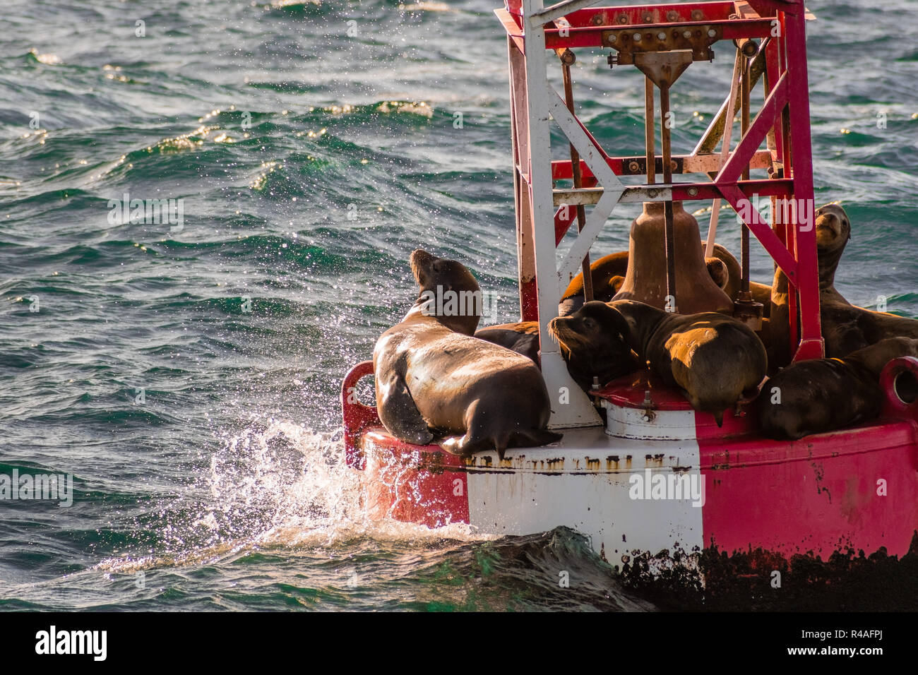 Eine Gruppe von Seelöwen auf einer Boje am Eingang zum Hafen von Moss Landing, Monterey Bay, Kalifornien Stockfoto