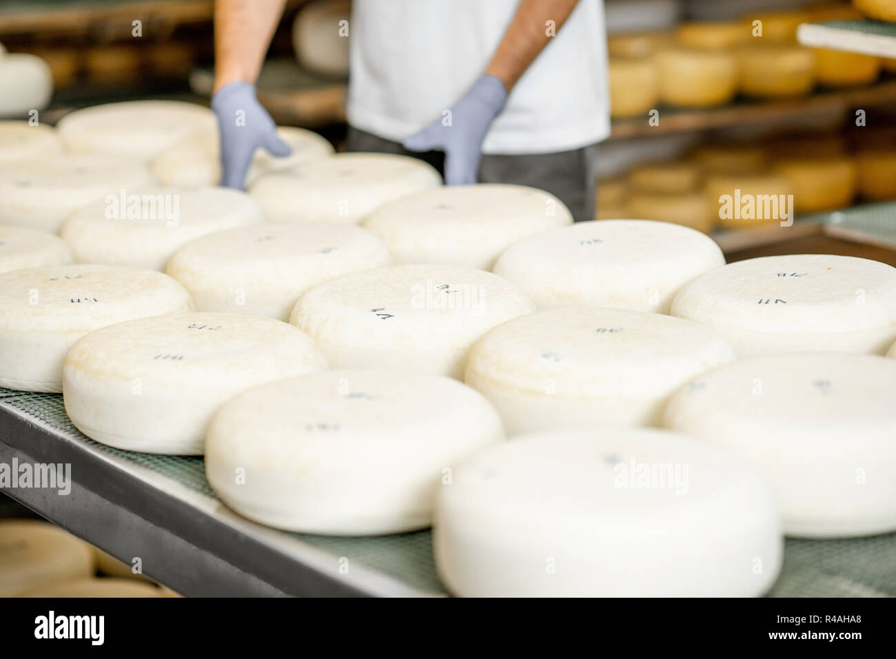 Arbeiter in Schutzhandschuhe, frisch gesalzen Käse Rad bereit für den Alterungsprozess in der Fertigung. Nahaufnahme Stockfoto