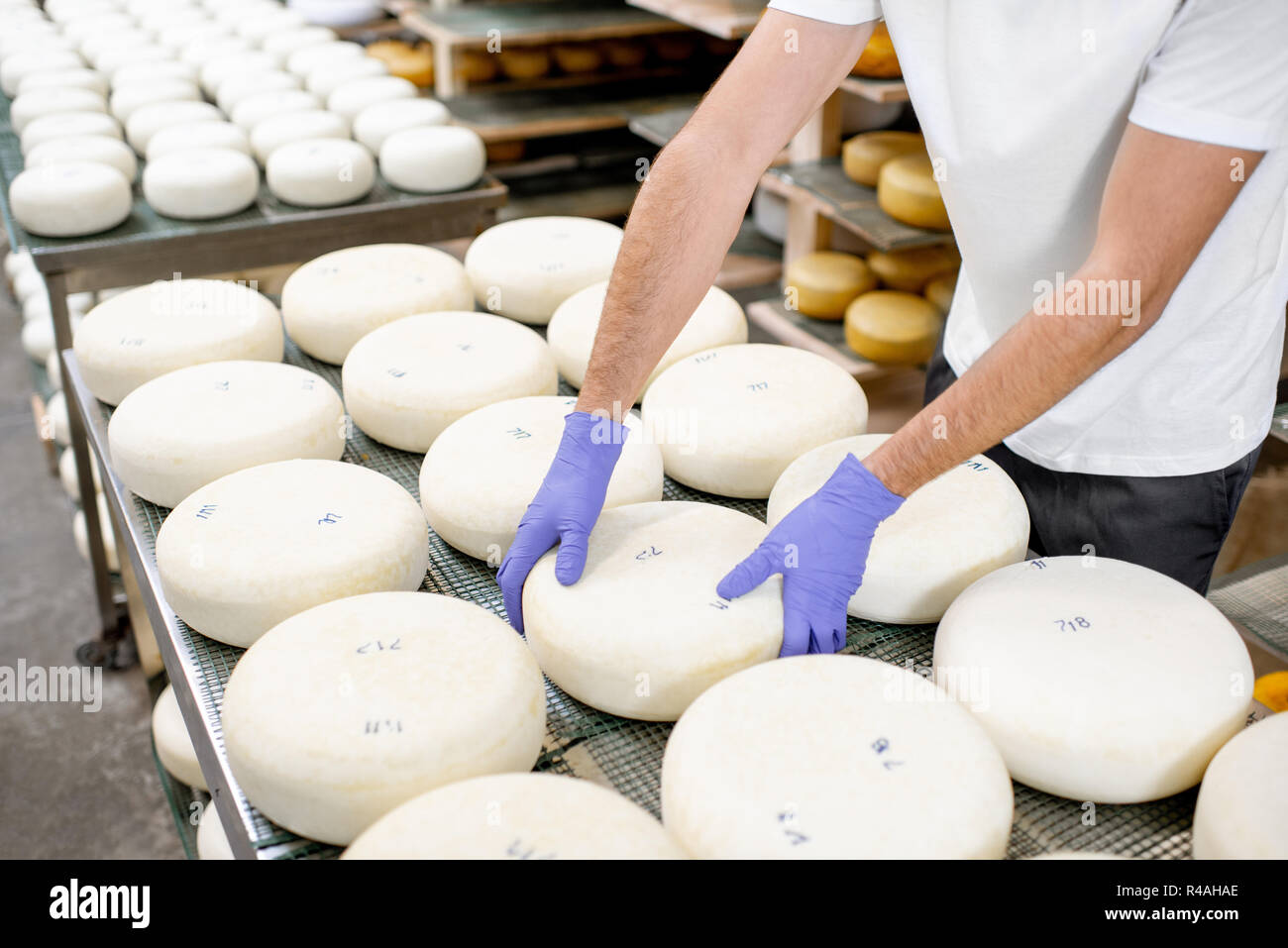 Arbeiter in Schutzhandschuhe, frisch gesalzen Käse Rad bereit für den Alterungsprozess in der Fertigung. Nahaufnahme Stockfoto