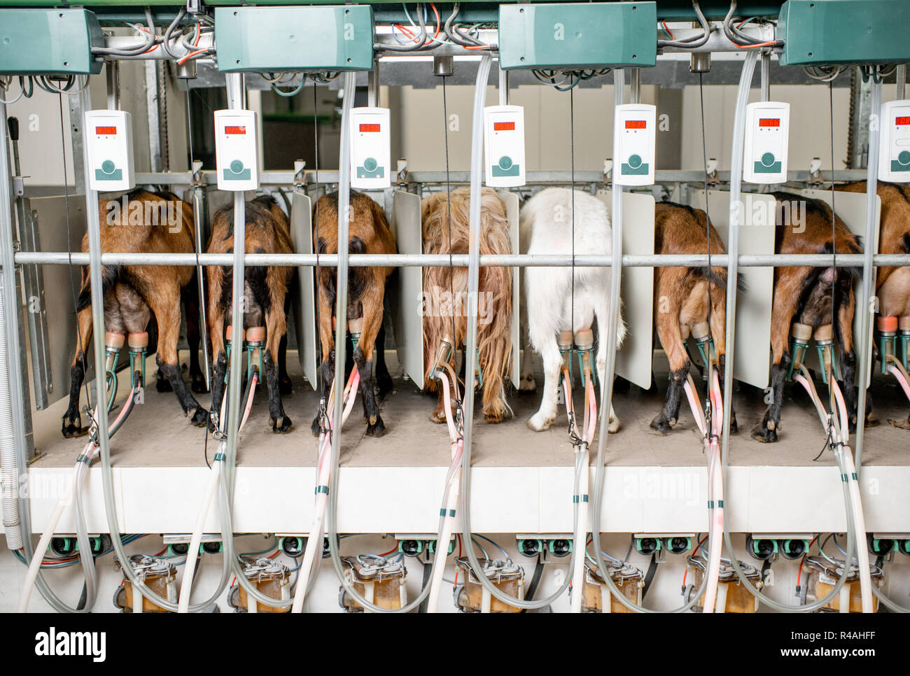Ziegen in der automatisierten Melken Zeile während des Melkprozesses Stockfoto
