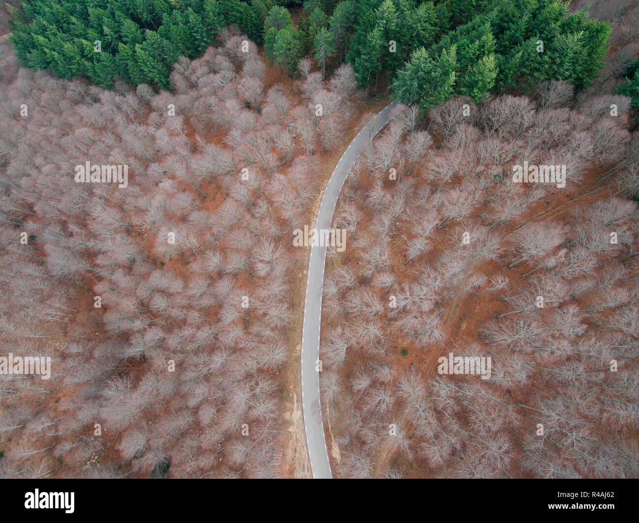 Schöne Luftaufnahme von eine leere Straße in den Wald Stockfoto