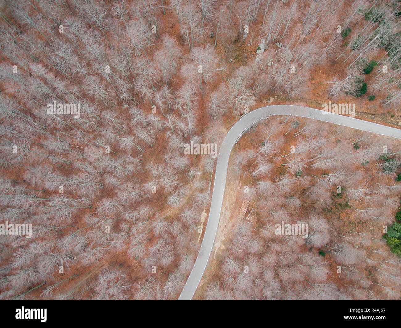 Schöne Luftaufnahme von eine leere Straße in den Wald Stockfoto