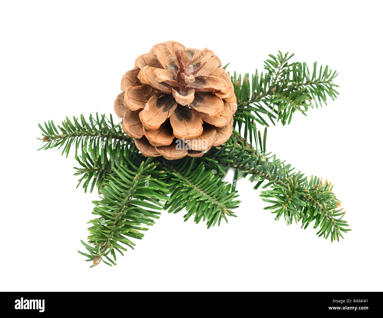 Natürliche Zweig der Weihnachtsbaum mit Kegel auf weißem Hintergrund Stockfoto