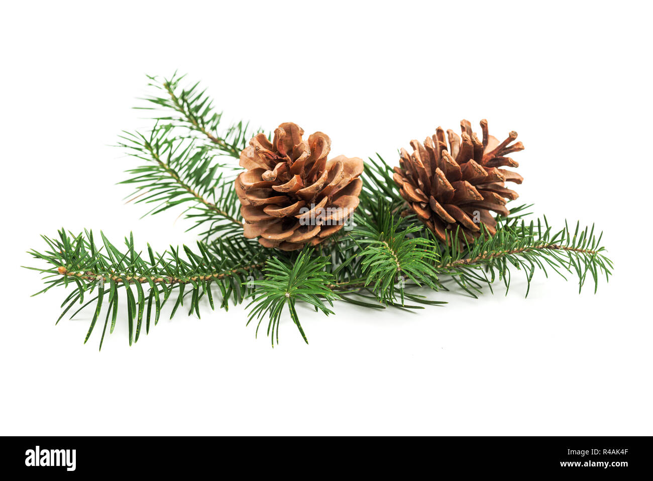 Immergrüne Zweig der Weihnachtsbaum mit Kegel auf weißem Hintergrund. Design Element Stockfoto