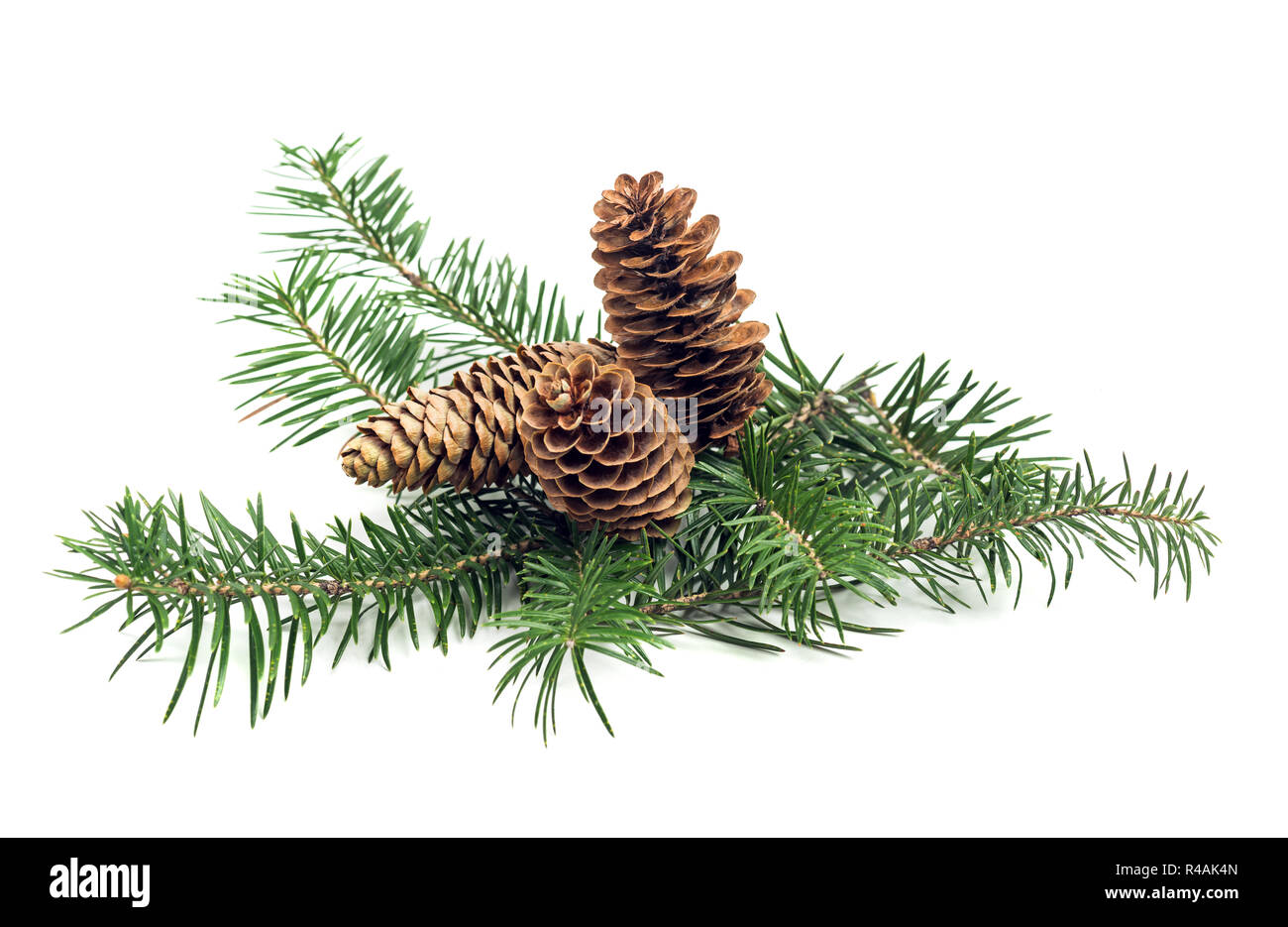 Immergrüne Zweig der Weihnachtsbaum mit Kegel auf weißem Hintergrund. Design Element Stockfoto
