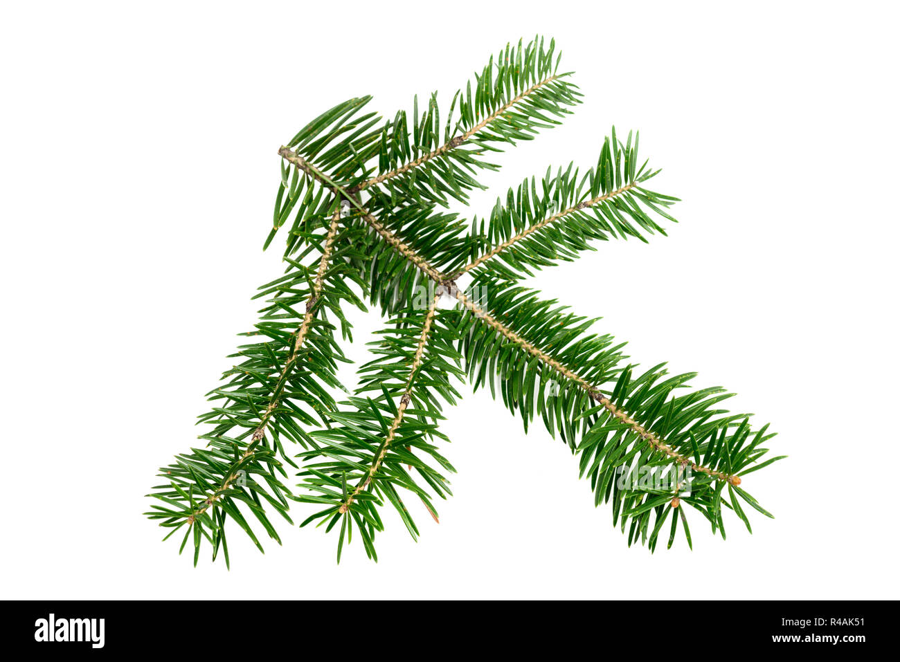 Immergrüne Zweig der Weihnachtsbaum auf weißem Hintergrund. Design Element Stockfoto