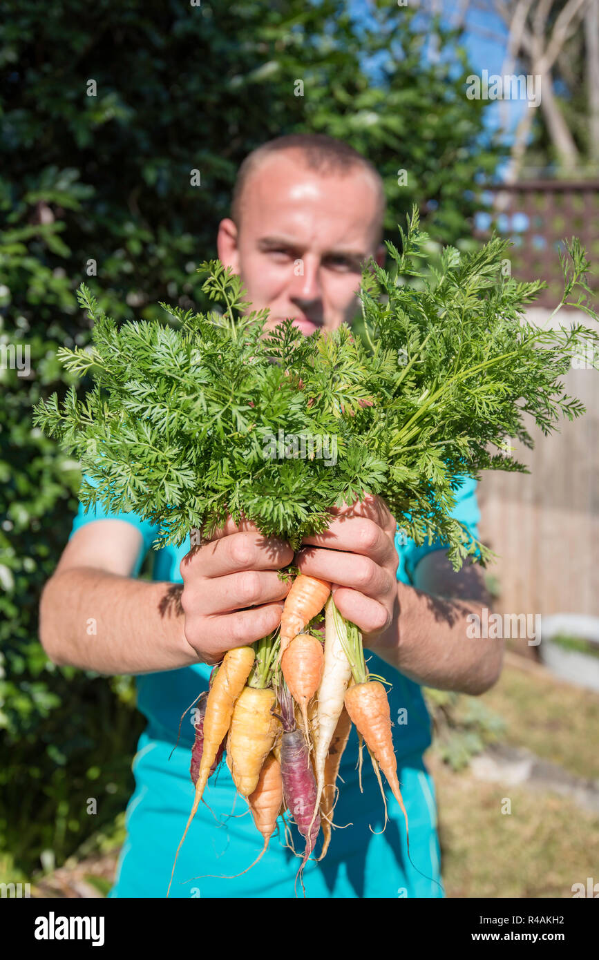 Ein junger weißer australischer Mann 21 Jahre alt bis Hausgewachsene Erbstück Gemüse Karotten in einem Hinterhof Garten Stockfoto