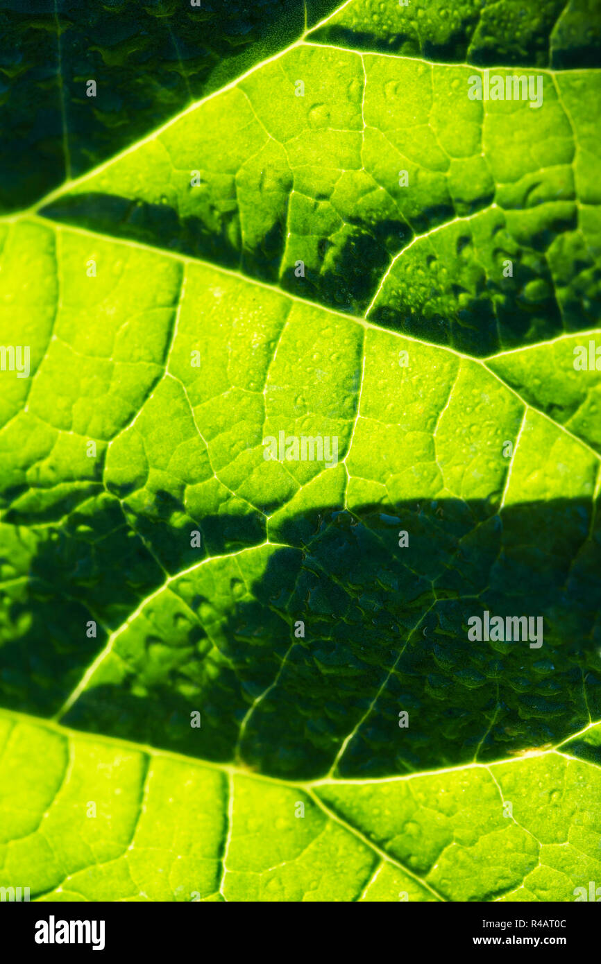 Eine große Stripy leaved μ in Tau mit Tropfen Wasser reflektiert das Sonnenlicht auf der Blattoberfläche abgedeckt. Stockfoto