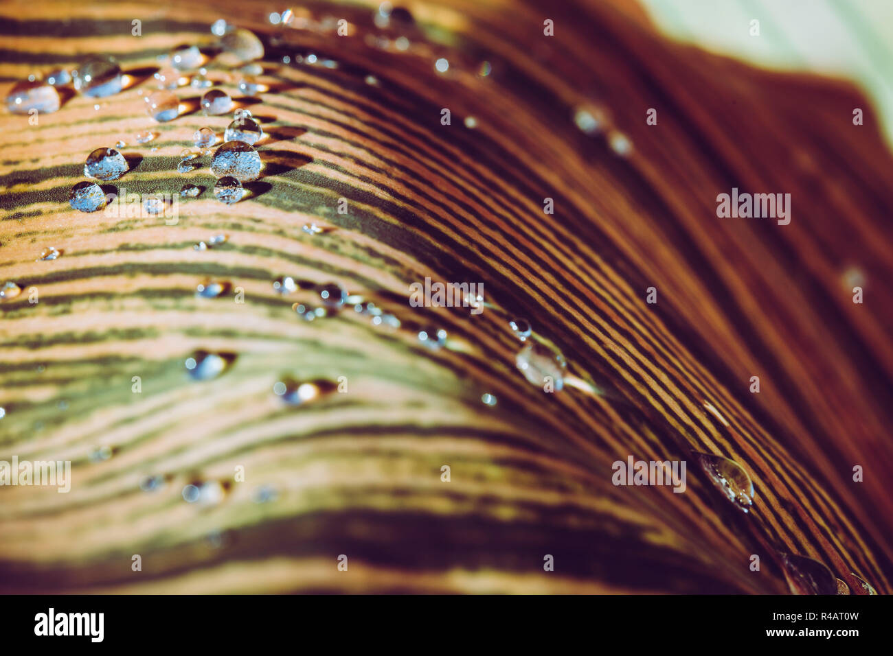 Eine große Stripy leaved μ in Tau mit Tropfen Wasser reflektiert das Sonnenlicht auf der Blattoberfläche abgedeckt. Stockfoto