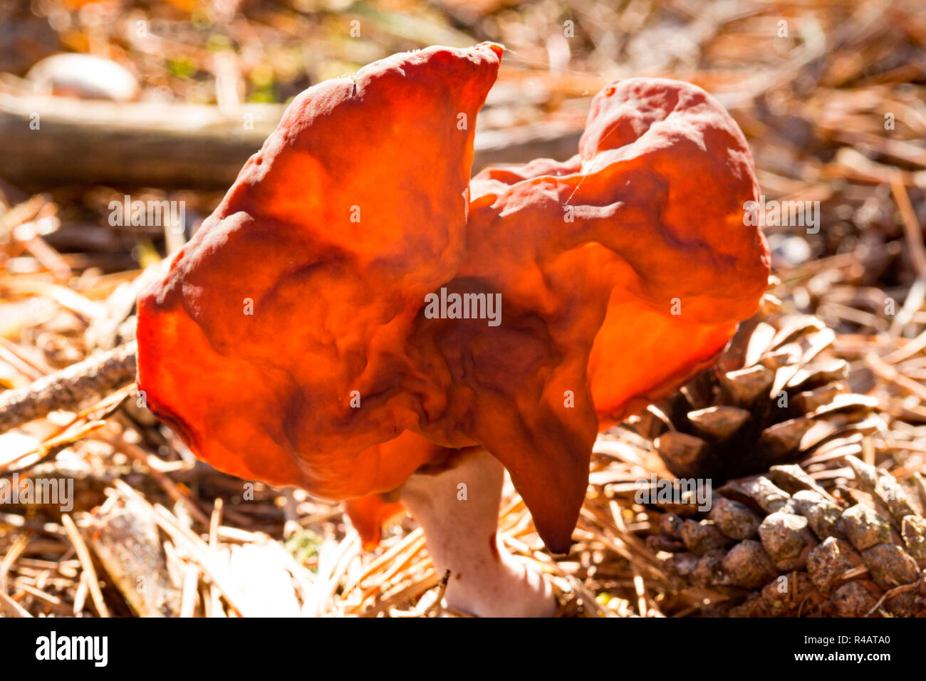 Hooded false Morel, (Gyromitra infula) Stockfoto