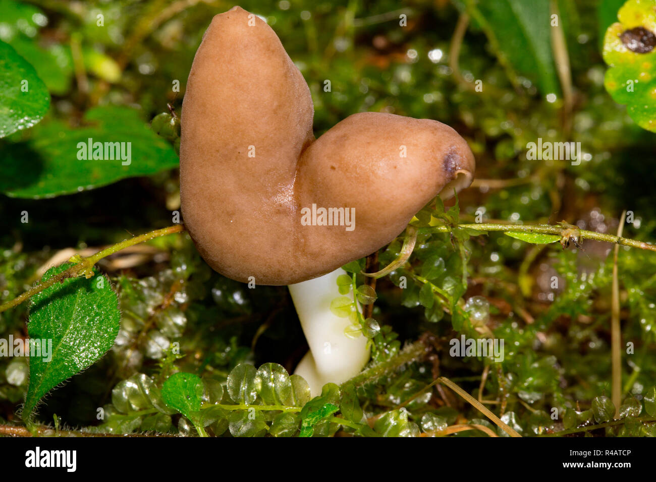 Leptopodia elastica Fotos und Bildmaterial in hoher Auflösung Alamy