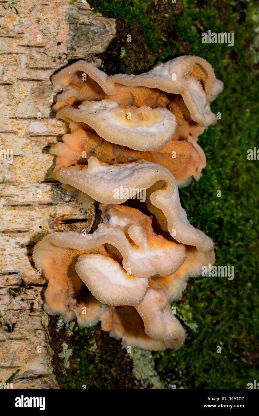Gallertartige woodcrust, (Merulius tremellosus) Stockfoto