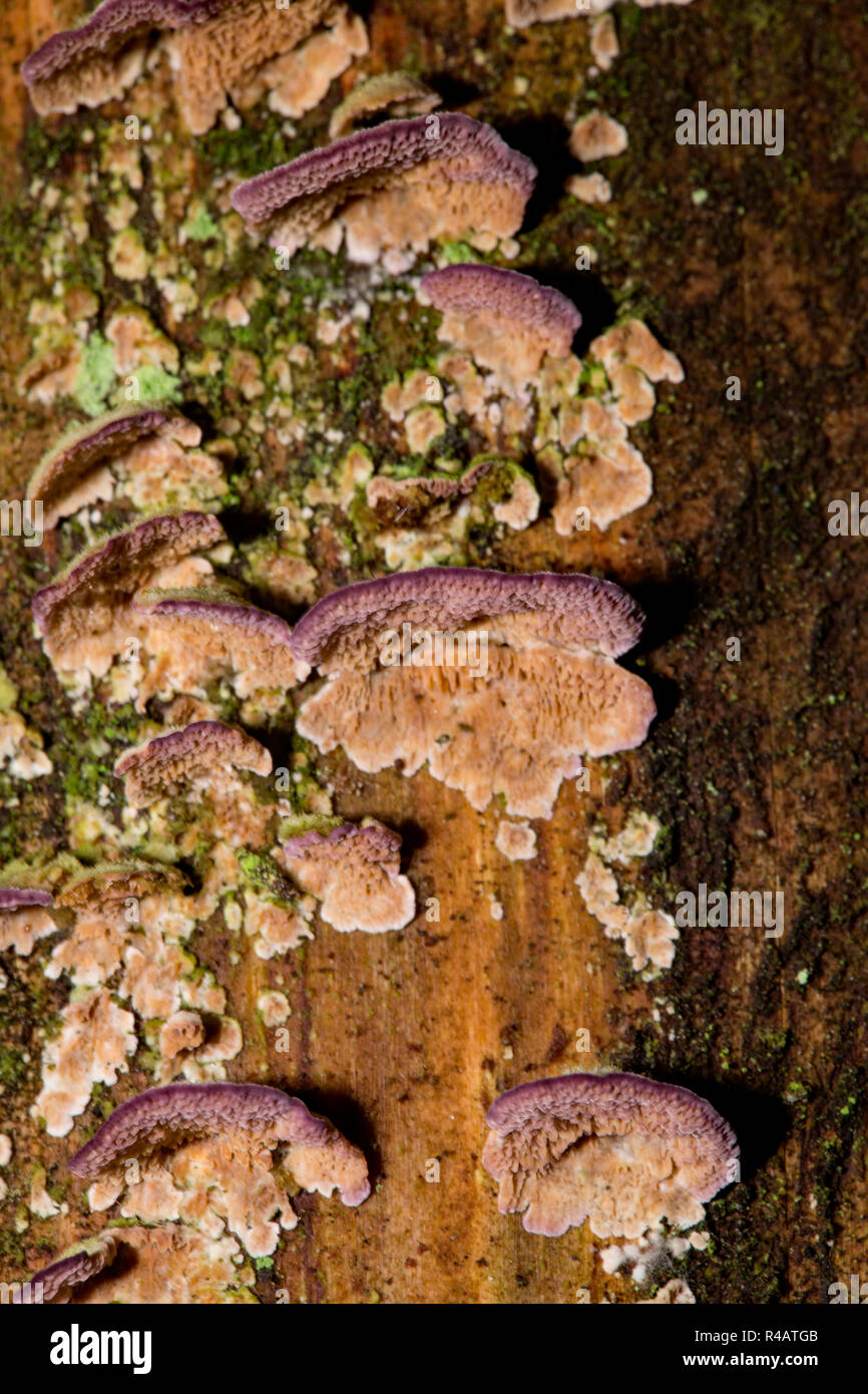 Tanne Halterung Pilz, purplepore Trichaptum abietinum (Halterung) Stockfoto