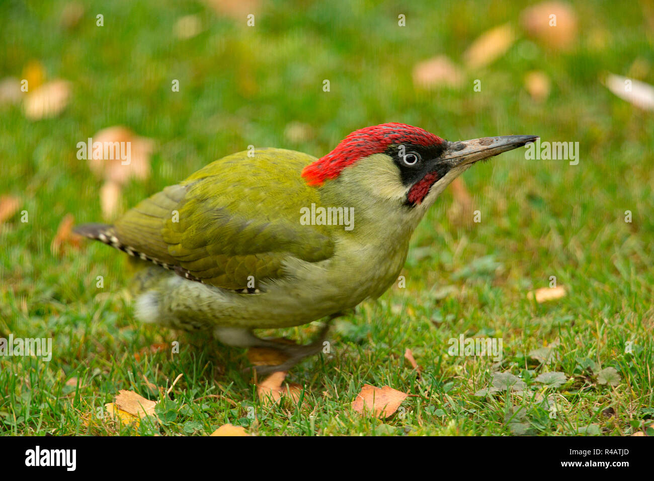 Europäische Grünspecht, männlich, (Picus viridis) Stockfoto