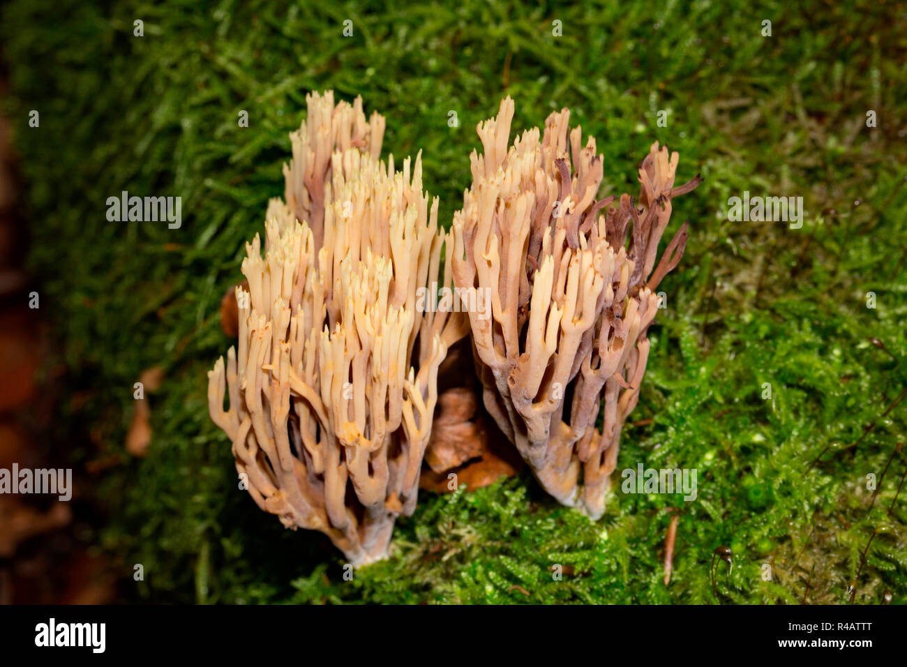 Strenge - Niederlassung Coral, (Ramaria Stricta) Stockfoto