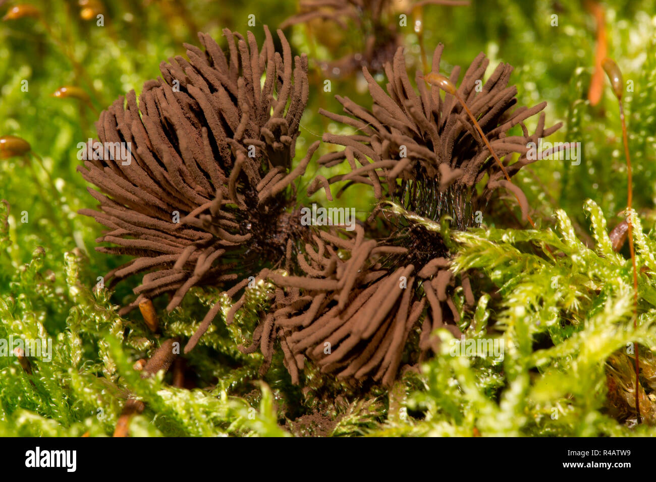 Schleim Pilz, (Stemonitis fusca) Stockfoto