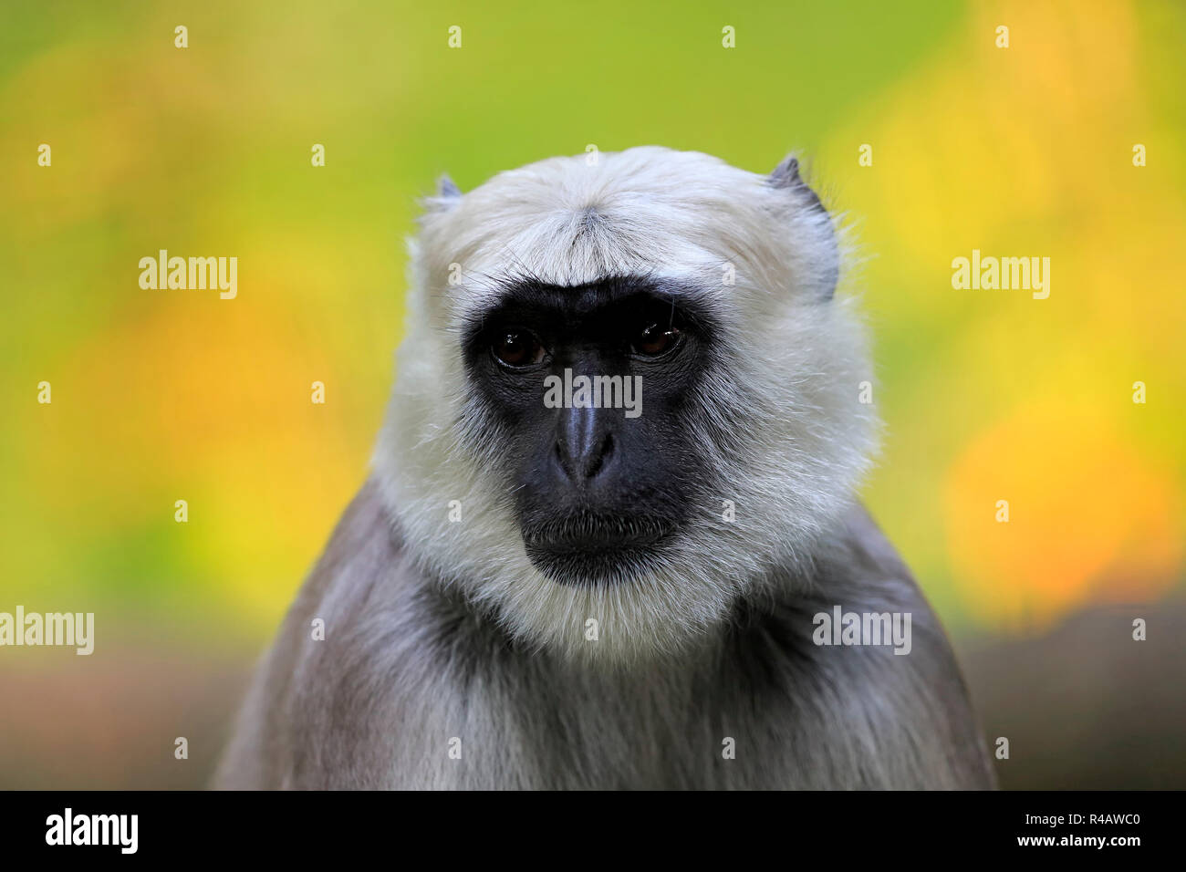 Northern Plains Grau Langur, Asien, (Semnopithecus Entellus) Stockfoto