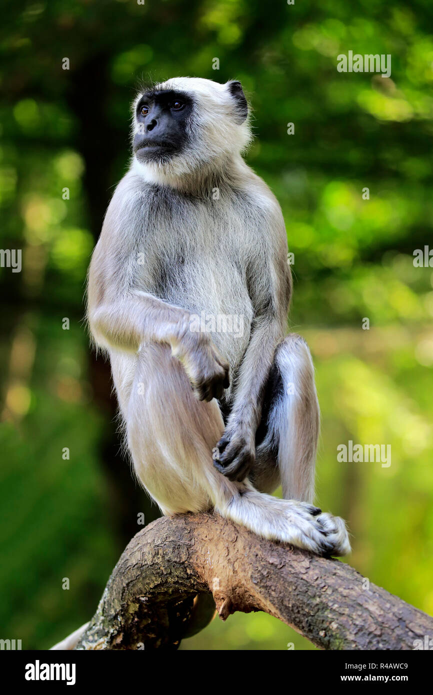 Northern Plains Grau Langur, Asien, (Semnopithecus Entellus) Stockfoto