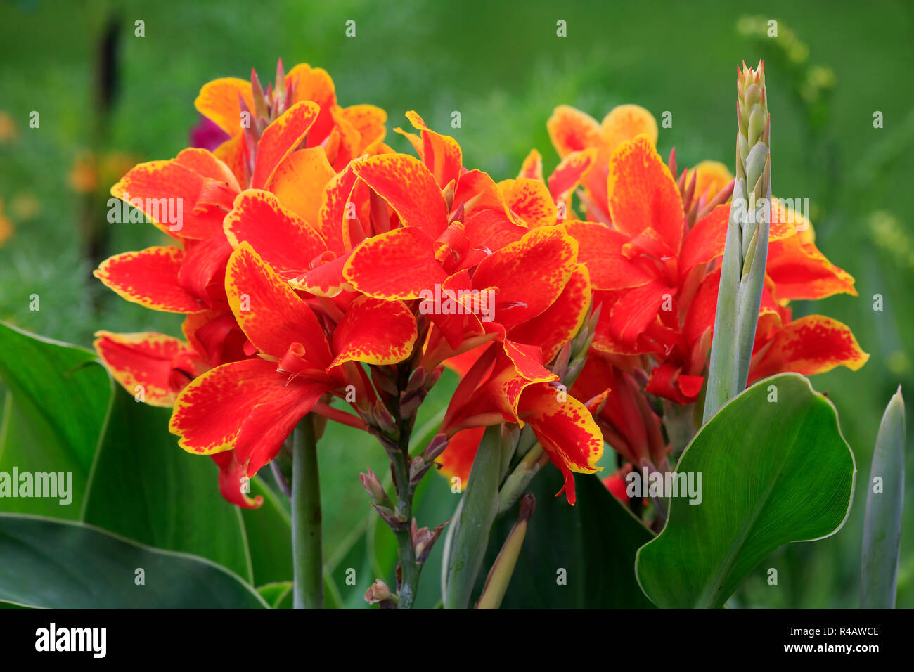 Indian shot, blühende, Deutschland, Europa, (Canna indica) Stockfoto