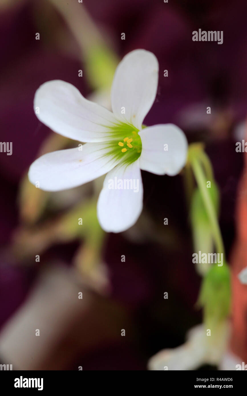 Lila Shamrock, Deutschland, Europa, (Oxalis Triangularis) Stockfoto