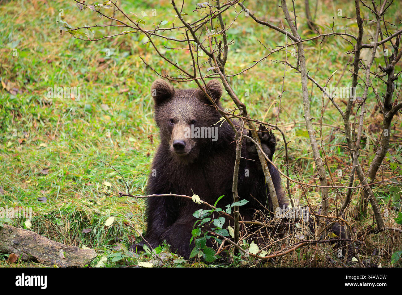Eurasischer Braunbär, Jungen im Herbst, Nationalpark Bayerischer Wald, Deutschland, Europa, (Ursus arctos arctos) Stockfoto
