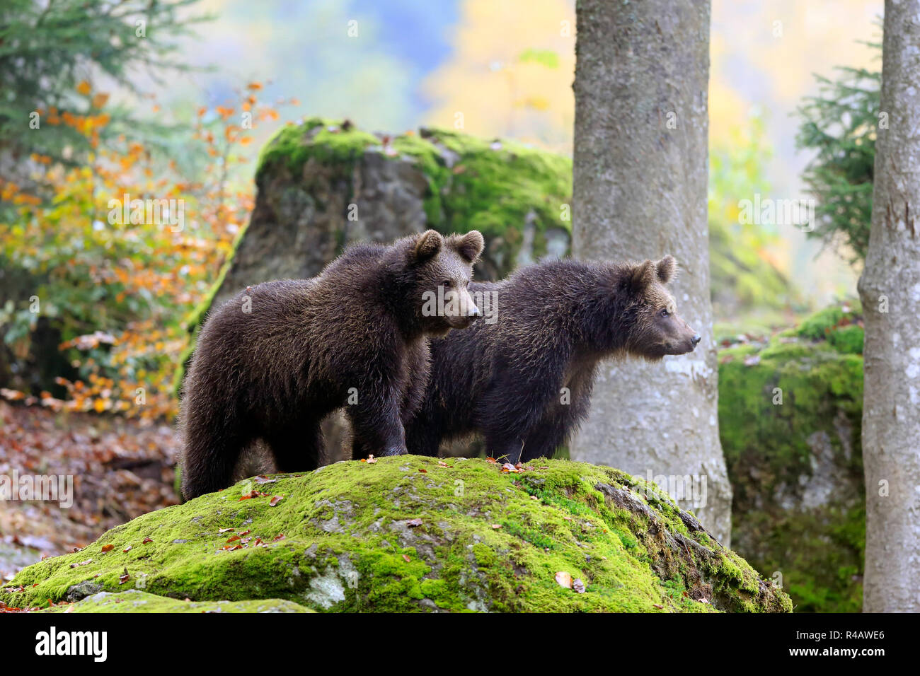 Eurasischer Braunbär, Youngs im Herbst, Nationalpark Bayerischer Wald, Deutschland, Europa, (Ursus arctos arctos) Stockfoto