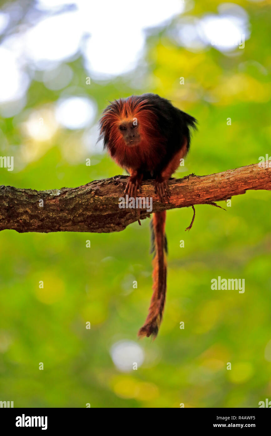 Leontopithecus rosalia im baum Fotos und Bildmaterial in hoher