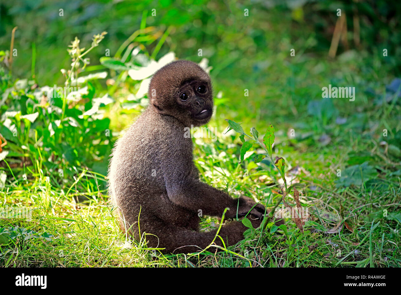 Grau Wollaffen, Jung, Südamerika, (Lagothrix lagothricha Cana) Stockfoto