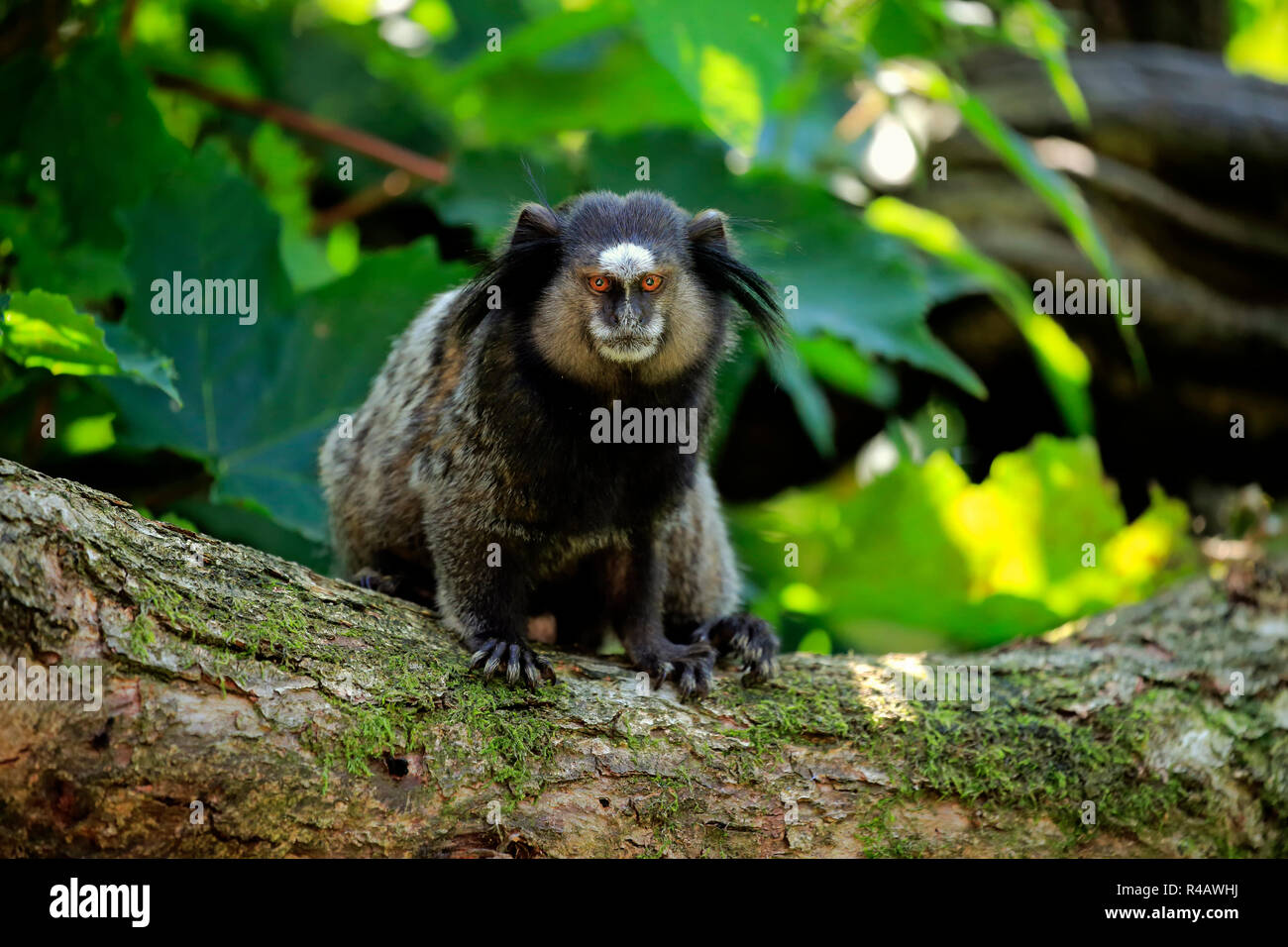 Wied's Marmoset, Südamerika, (Callithrix kuhlii) Stockfoto
