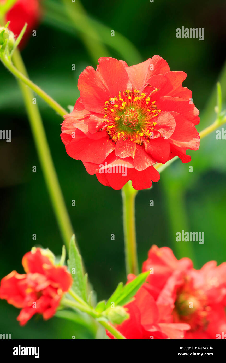 Geum, Deutschland, Europa, (Geum Coccineum) Stockfoto