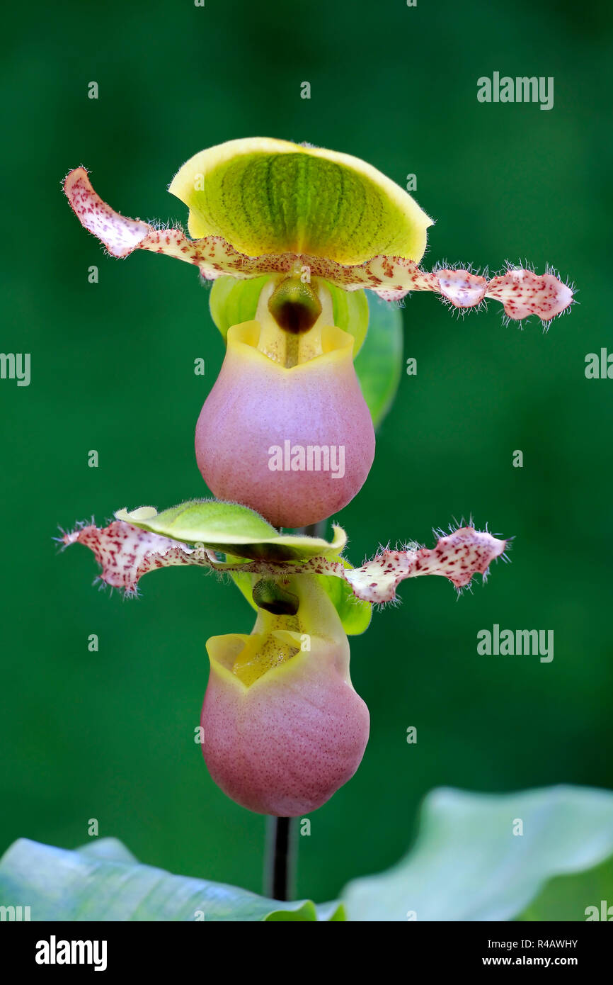Venus Slipper, Deutschland, Europa, (Paphiopedilum) Stockfoto