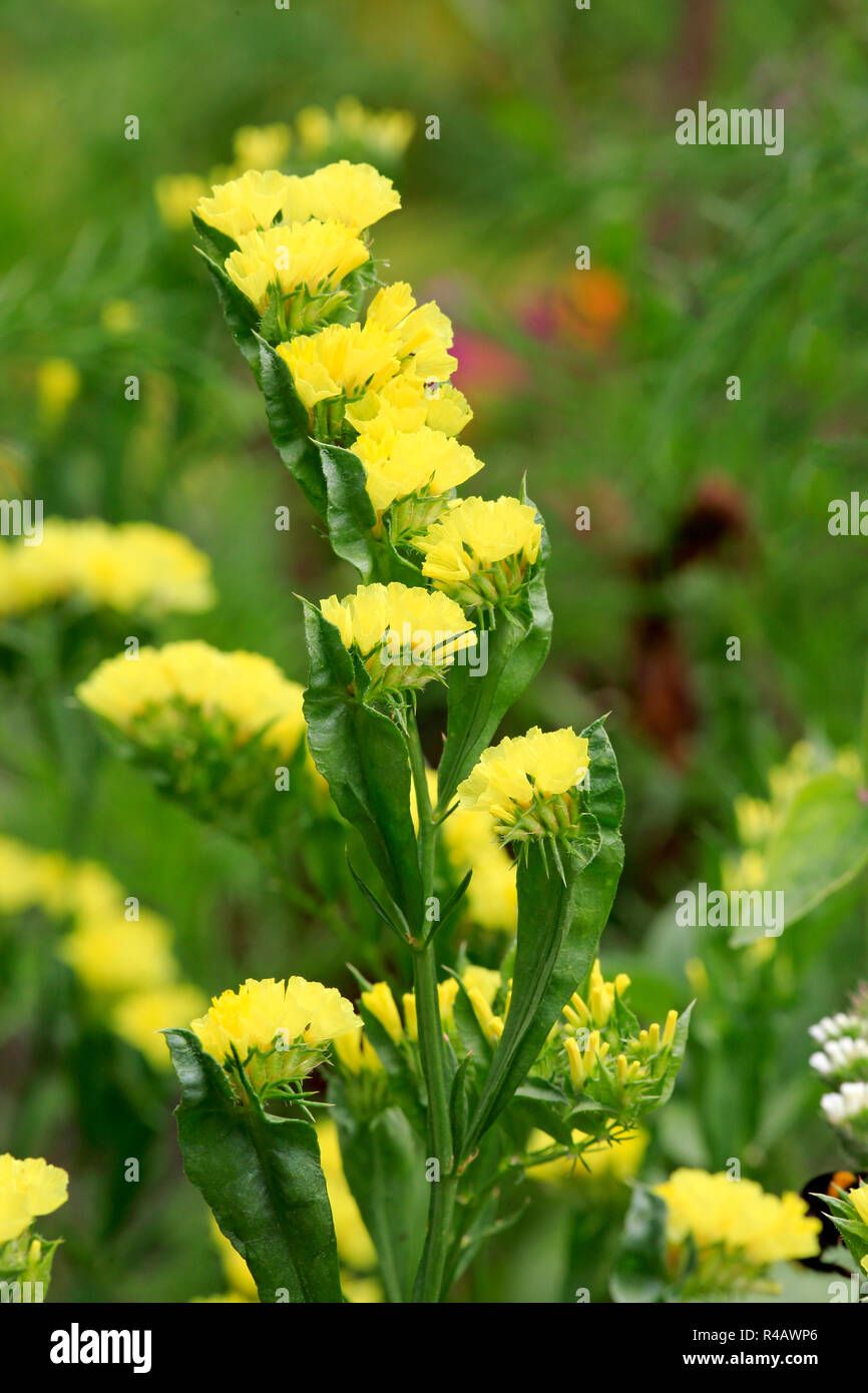 Limonium, Deutschland, Europa, (Limonium) Stockfoto