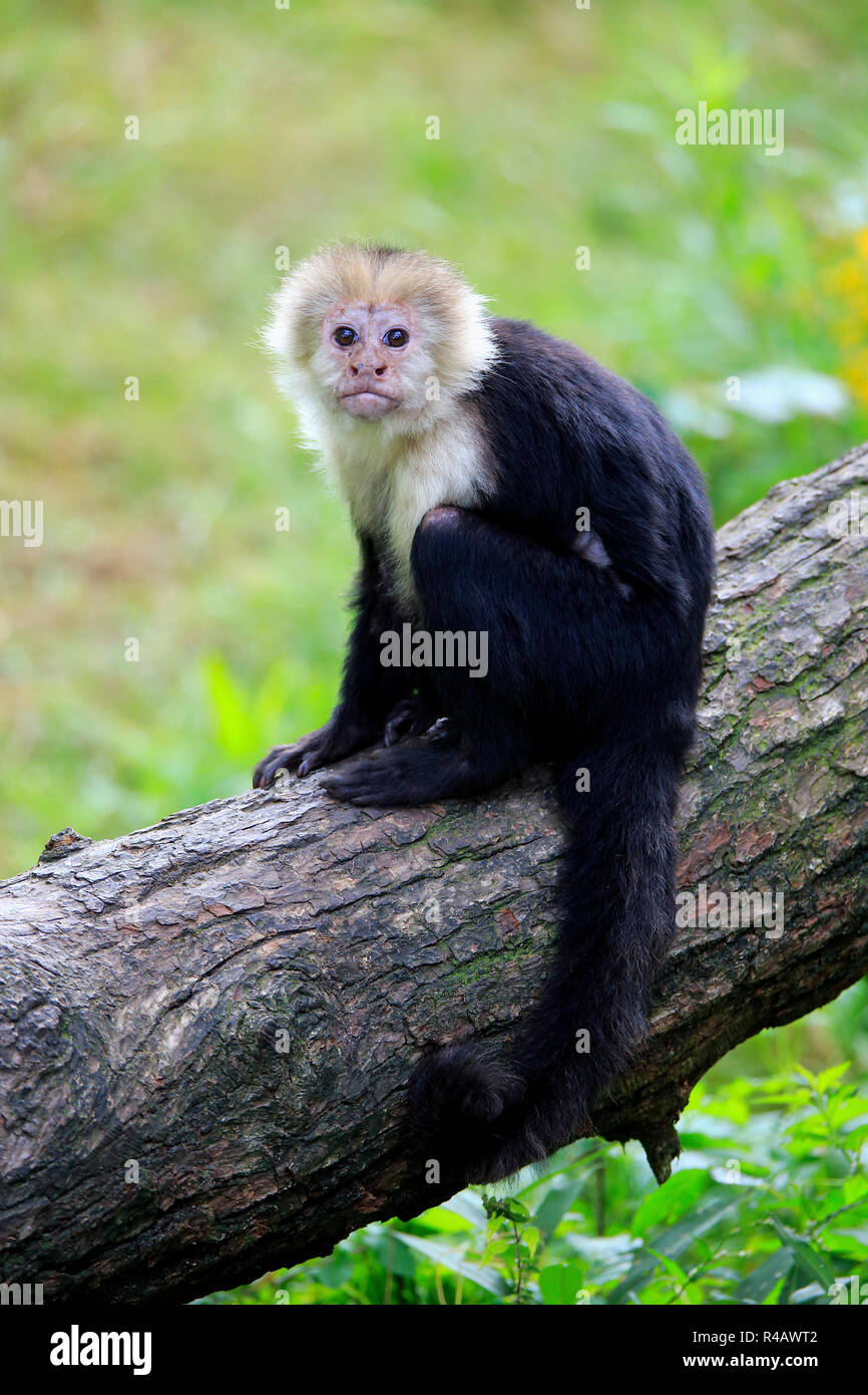 Weiße Leitung Kapuziner, Erwachsener, Südamerika, (Cebus capucinus) Stockfoto