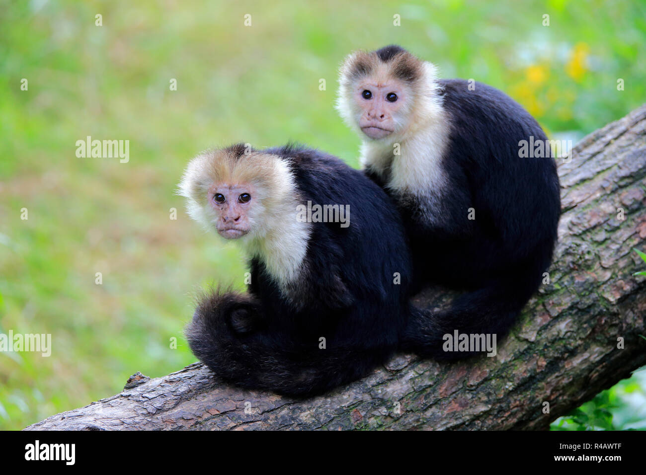 Weiße Leitung Kapuziner, erwachsene Paare, Südamerika, (Cebus capucinus) Stockfoto