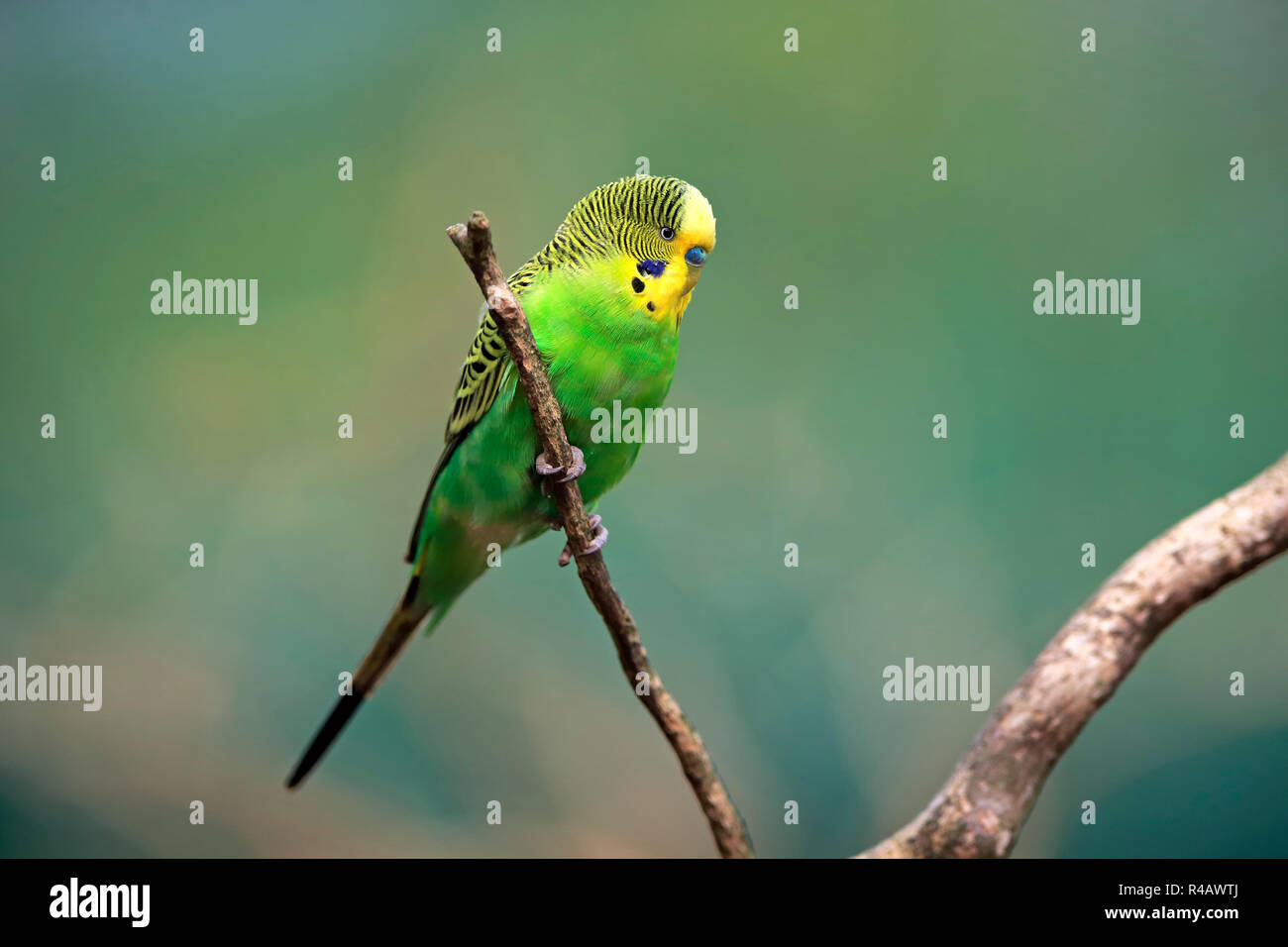 Wellensittich Erwachsene Australien Melopsittacus Undulatus