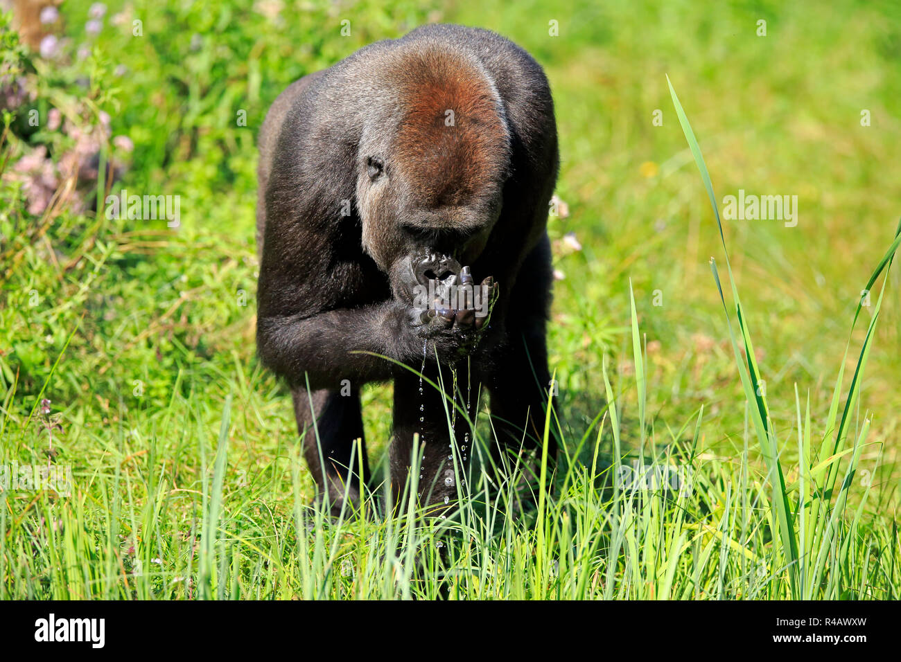 Westlicher Flachlandgorilla, erwachsenen Mann am Wasser, trinken, Afrika, (Gorilla gorilla Gorilla) Stockfoto