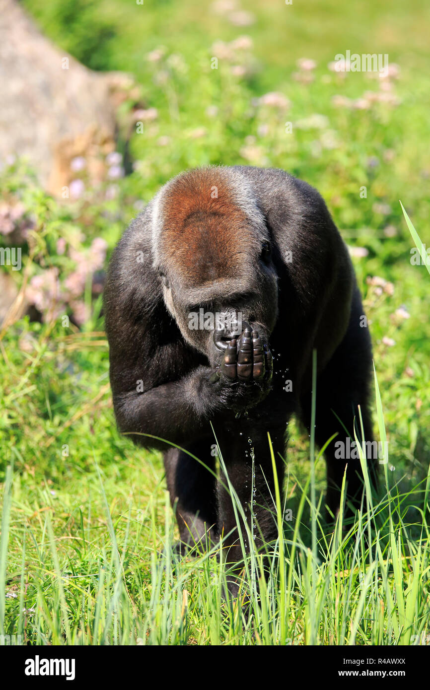 Westlicher Flachlandgorilla, erwachsenen Mann am Wasser, trinken, Afrika, (Gorilla gorilla Gorilla) Stockfoto